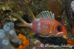 A squirrelfish showing his best side by Barbara Schilling 